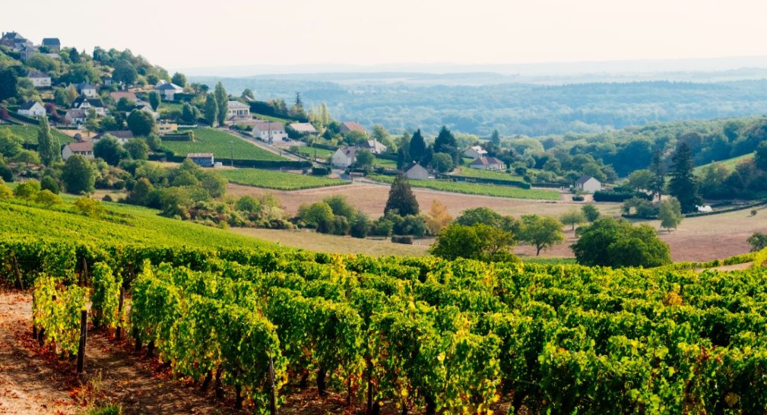 Vingårder i Sancerre, Loire-dalen Frankrike