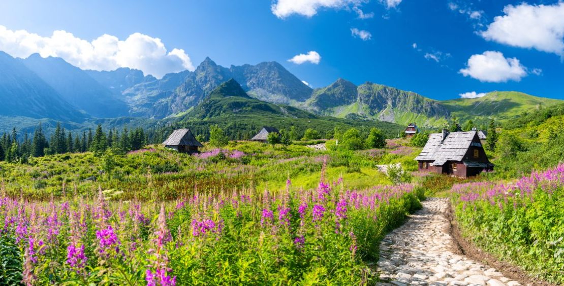 Sti gjennom blomstereng på Hala Gąsienicowa i Tatra-fjellene, Polen.