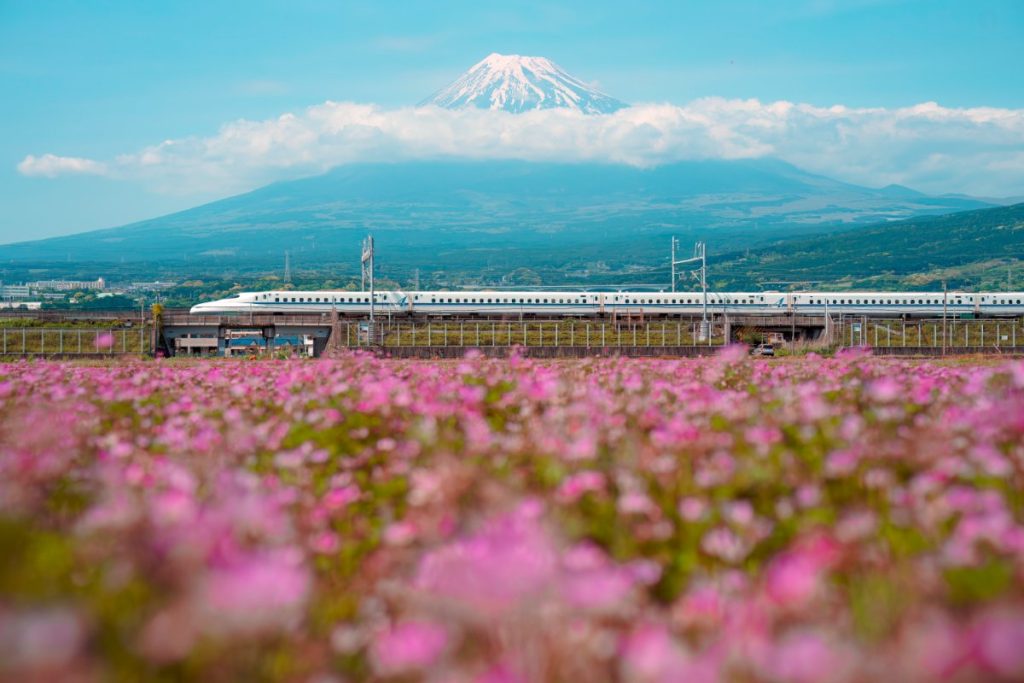 Japansk Shinkansen hurtigtog passerer foran Fuji-fjellet med blomstermark.