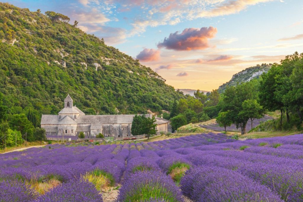 Senanque kloster omgitt av blomstrende lavendel i Provence, Frankrike.